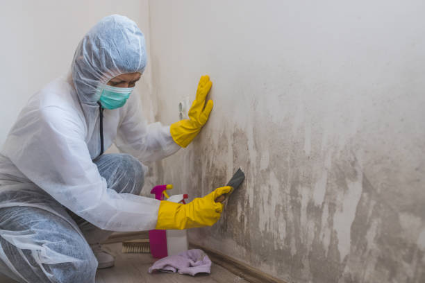Best Same-Day Mold Removal  in Mans, CO