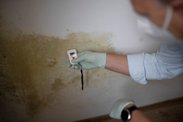 Best Mold Remediation  in Mans, CO