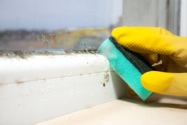 Best Mold Removal Near Me  in Mans, CO