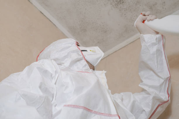 Certified Mold Removal in Mancos, CO