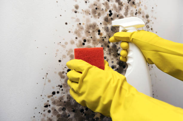 Best Home Mold Removal  in Mans, CO