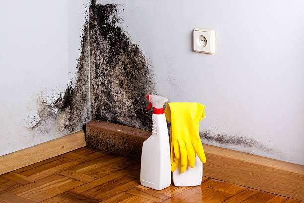 Best Fast Mold Removal  in Mans, CO