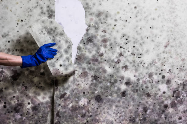 Best Mold Removal and Inspection  in Mans, CO