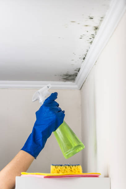 Mold Testing and Removal in Mancos, CO