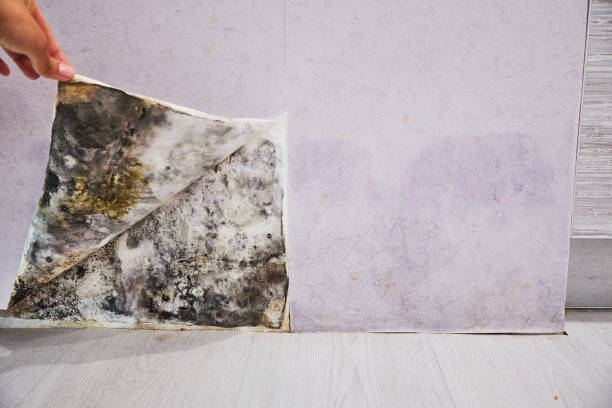 Mold Removal and Inspection in Mancos, CO